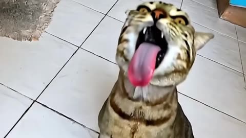 TAIGER Just Glitched #aicat