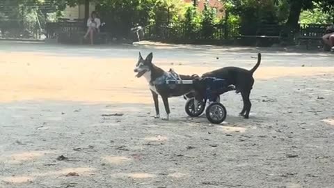 😂🤧 You’ll Cry Laughing at This Unexpected Moment! | FunFM