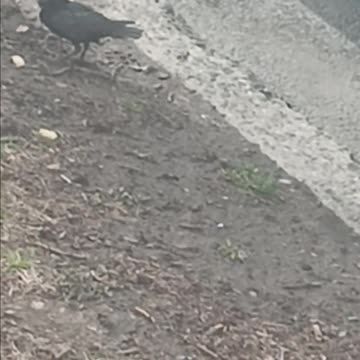 Blackbird eating