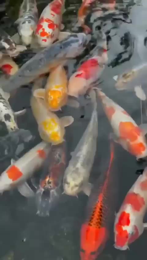 Why Koi fish are so important in Japan🐟🐟