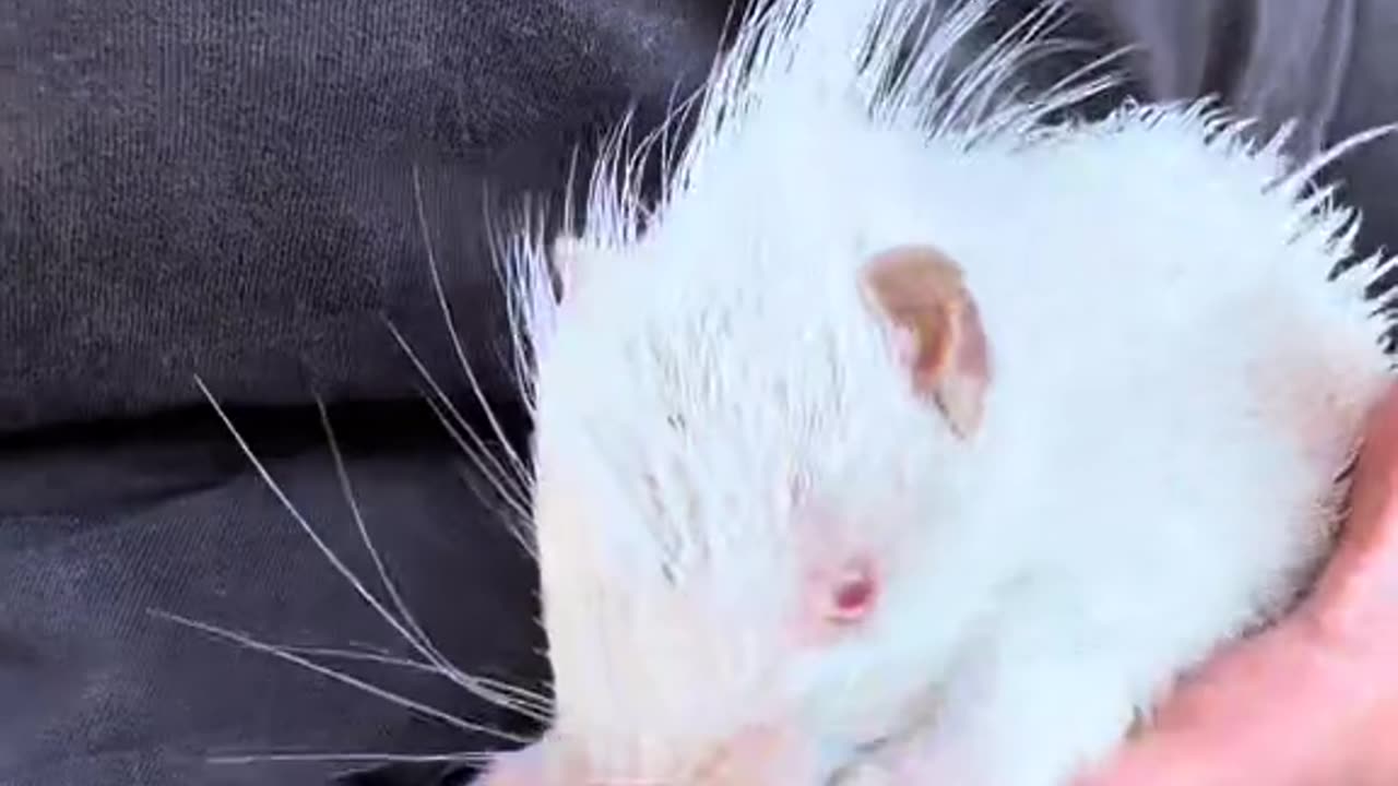 Adorable little pincushion