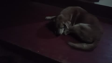 Dog freestyles video