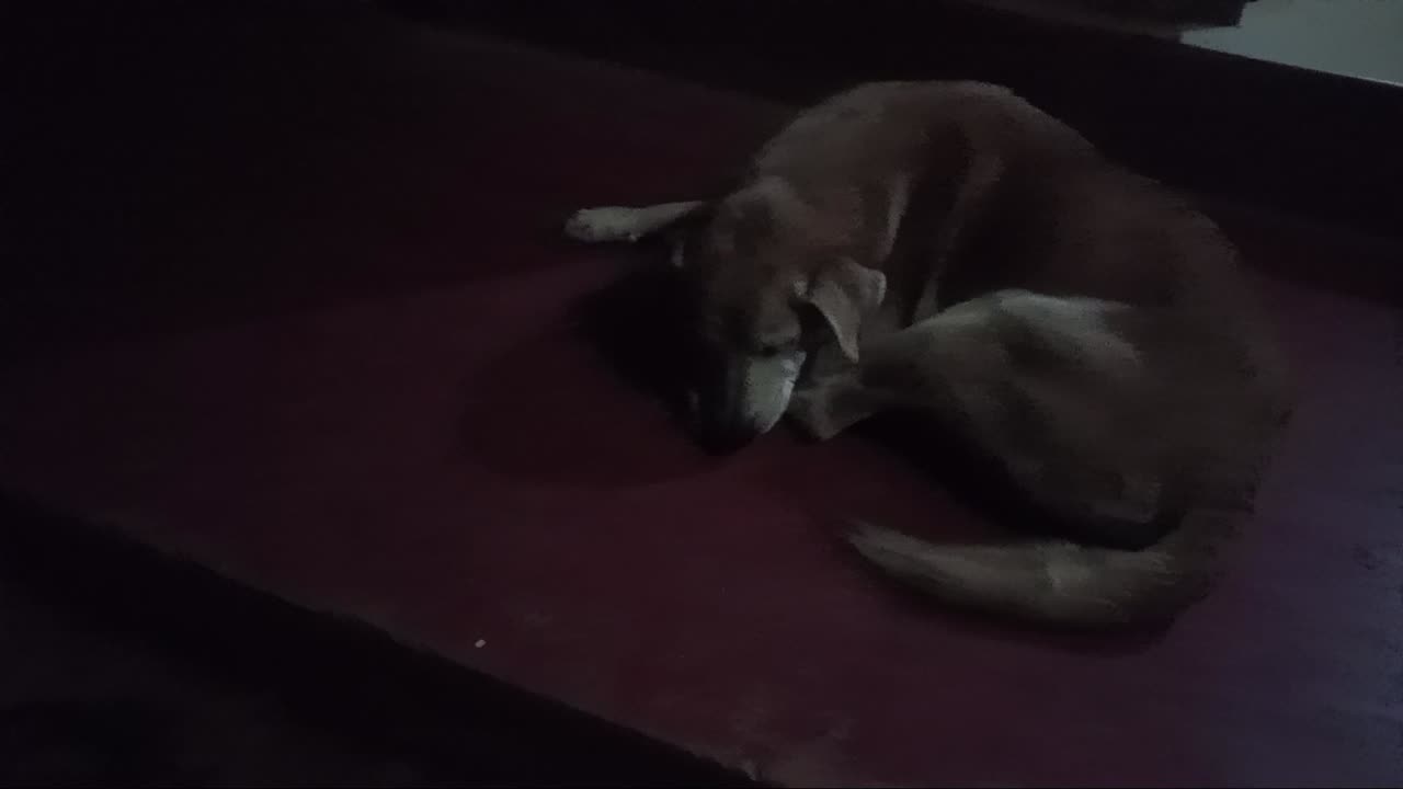 Dog freestyles video