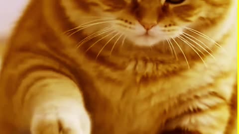 Cat is All rounder making Momos