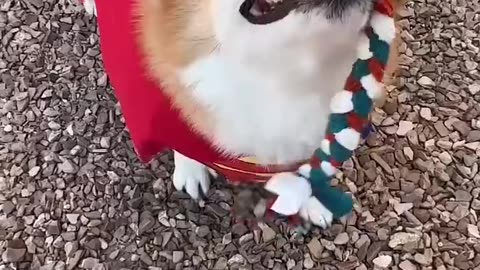 funny animal videos😁🤣😁🤣😁🤣