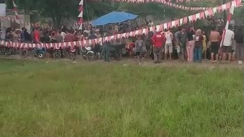 The sport of climbing the pinang tree
