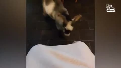 Animal moments