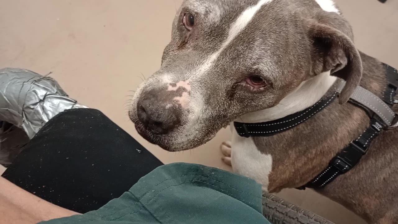 Shasta grey-white 12y A872285 Cellan shy 1 of duo 11y 872286@TRN focused on feedin Cellan20250629_99