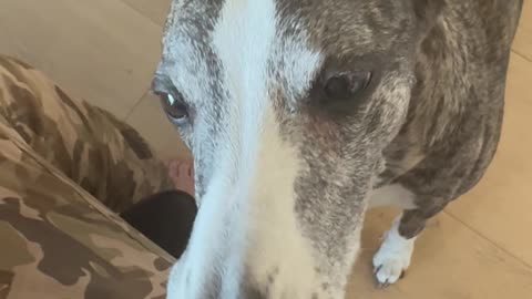Dog Gently Eats Peas
