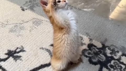 Cat❤️❤️❤️