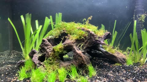 Live Plants Are In!