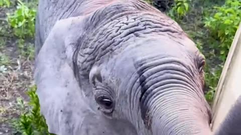 Mama elephant tries to stop stubborn baby from entering tourist bus
