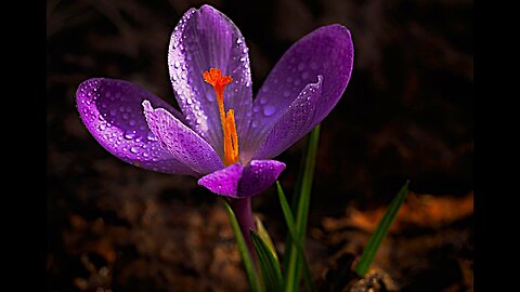 Saffron for Mood, Digestion, & Natural Calm! 🌿✨ #GoldenSpice #SaffronBoost #HealthGlow #feelamazing