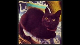 Did you know Cats can be used by ET's to look at YOU!! 👀😺🐈‍⬛🐈