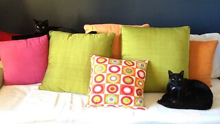 Did you know Cats can be used by ET's to look at YOU!! 👀😺🐈‍⬛🐈