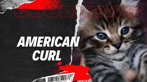 American Curl – Die Katze mit den Zauberohren #cat #tiere #deutsch #goodnews #animals