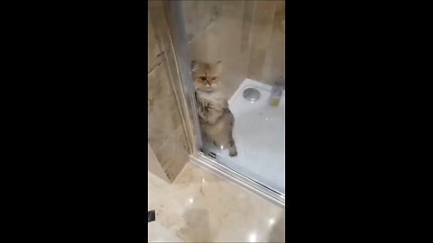 cat hates showers