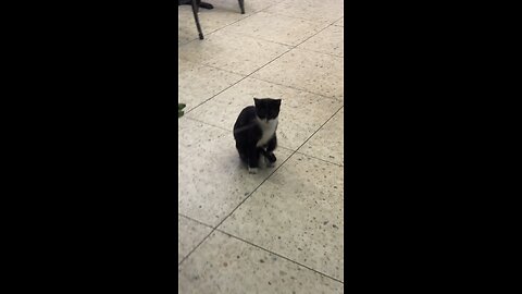It’s raining and these stray cats need food and shelter!