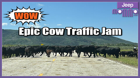 Epic Wyoming Traffic Jam: Cowboys, Calves, and Cows on Battle Pass Scenic Byway