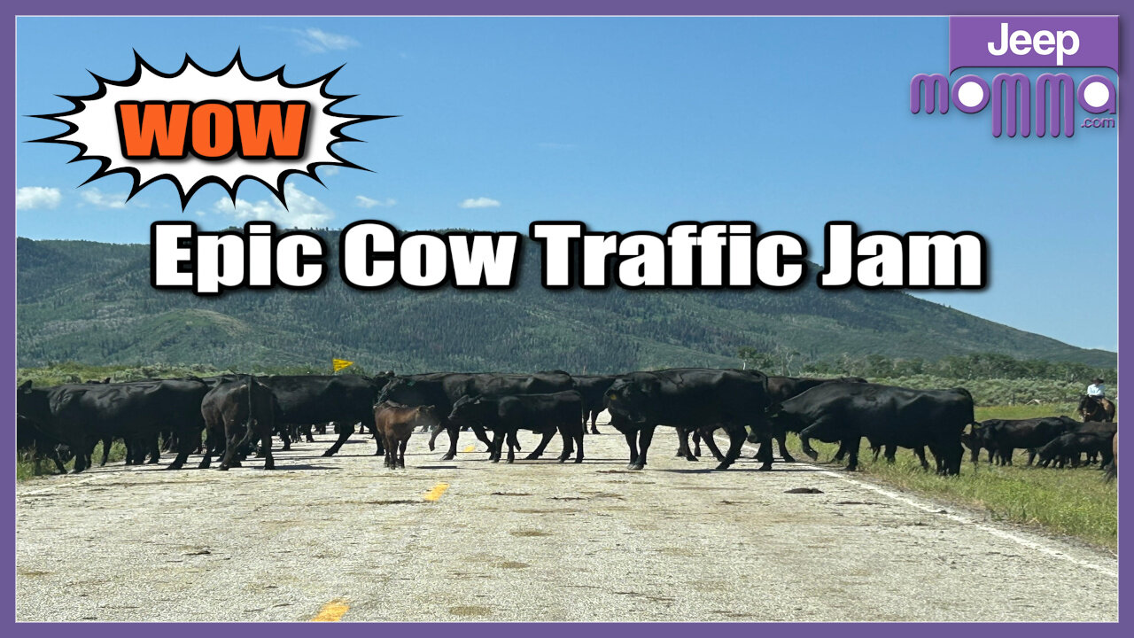 Epic Wyoming Traffic Jam: Cowboys, Calves, and Cows on Battle Pass Scenic Byway