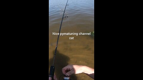 #pymatuning channel cat on cut bait