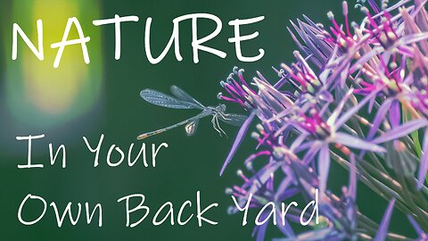 Backyard Spring Nature Sounds & Photography Slideshow | Birds, Bugs & Blooms in 4k