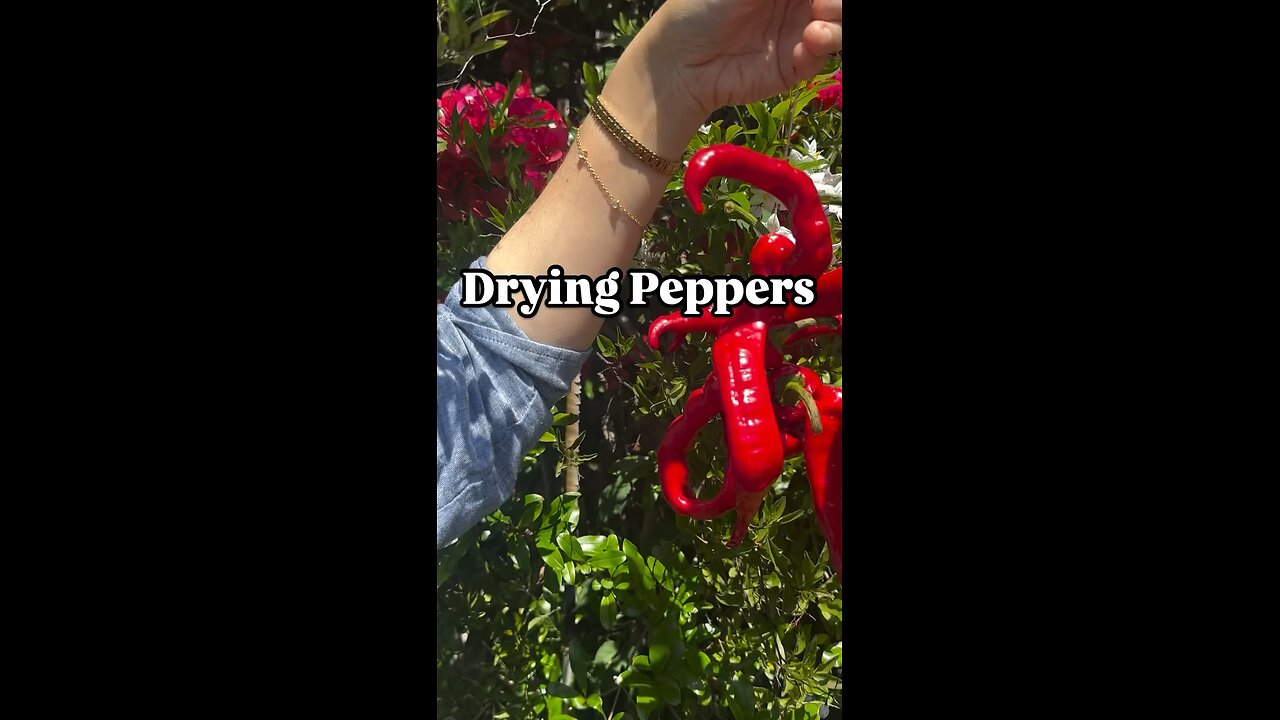 Drying Peppers