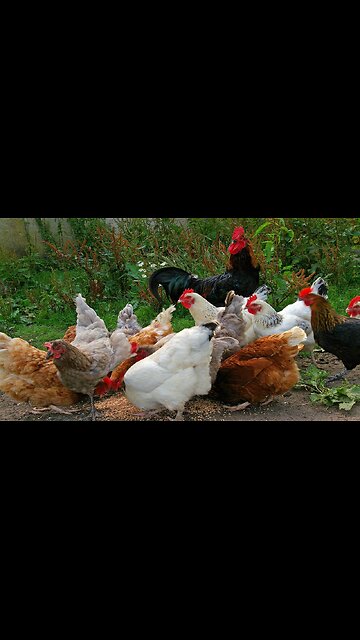 Pro-Choice influencer makes unhinged argument about... chickens?