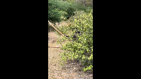Chaaba & Dudukwe Show Off Crazy Hunting Skills!