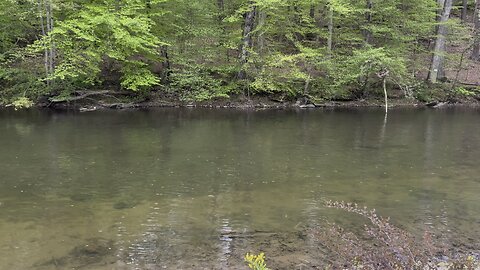 Great Blue Heron with Palomino Trout