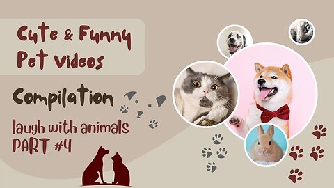 Cute & Funny Pet Videos 🐾 #Part 4 🐶 🐱