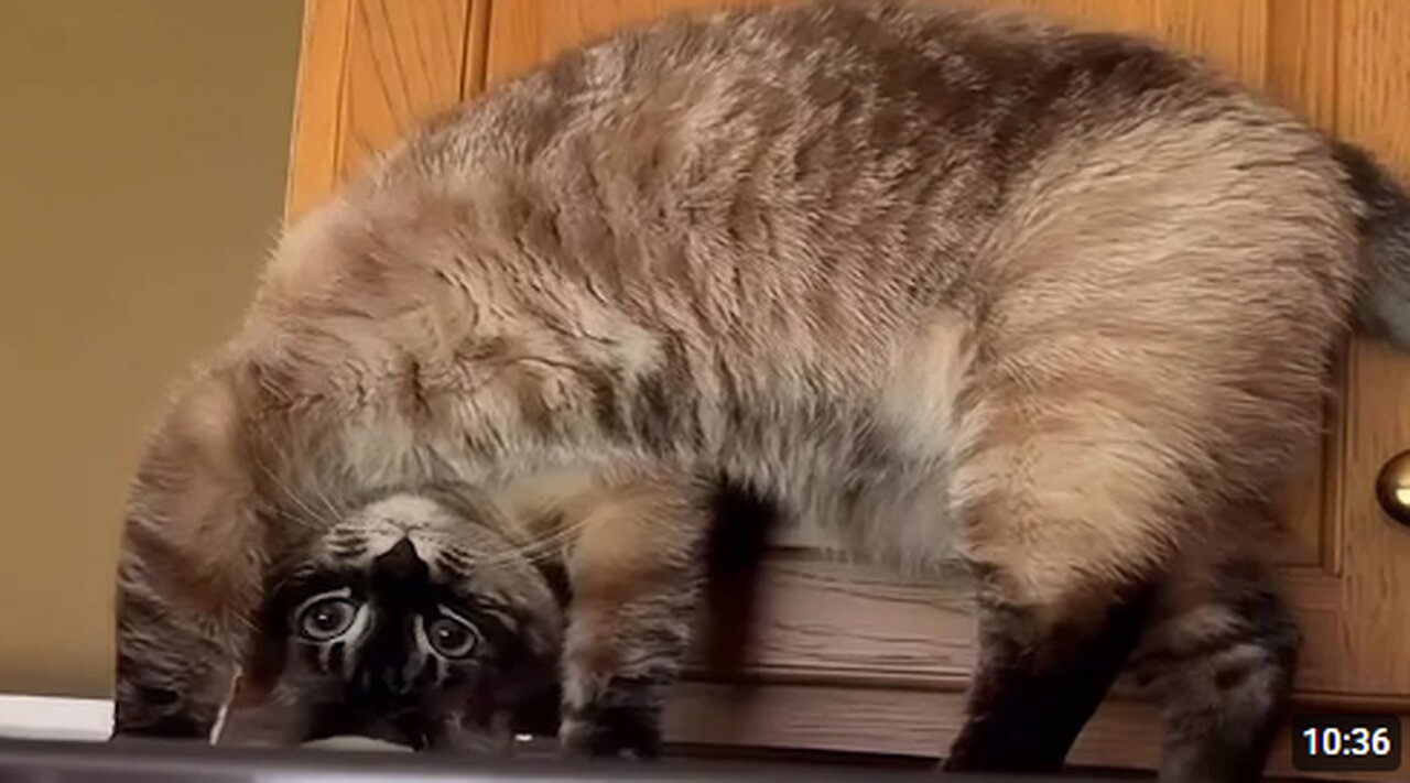 CATS: Totally Bonkers and Weirdly Unpredictable