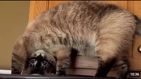 CATS: Totally Bonkers and Weirdly Unpredictable