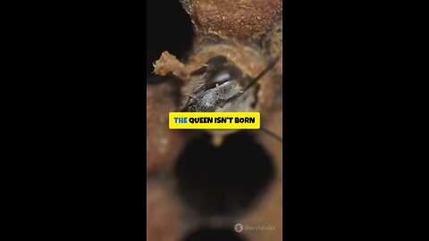 The Queen Isn’t Born Royal 👑 She’s Forged in Silence and Chosen by Faith 🐝🌿✨