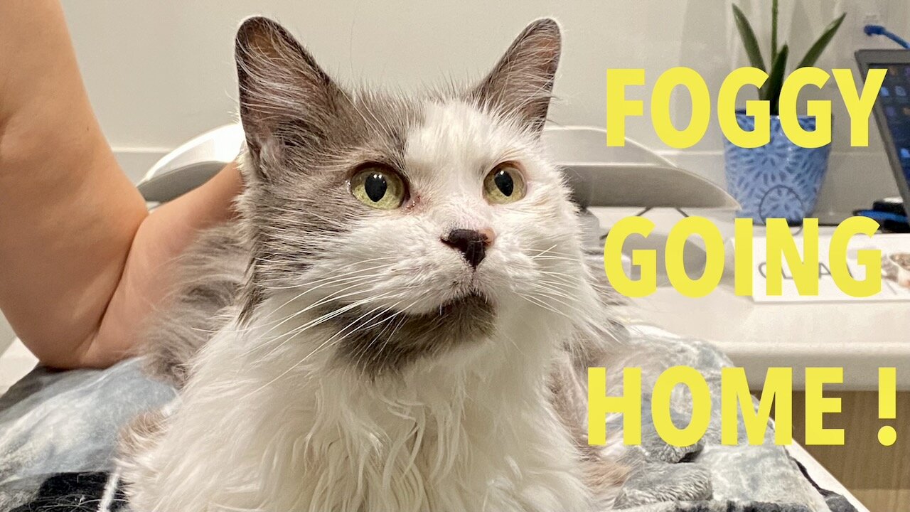 Sick Kitty ! - Foggy Day 12 - Going Home!