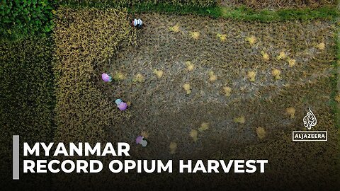 Myanmar opium production_ War-displaced turn to poppy cultivation to survive