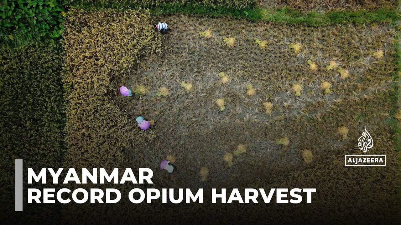 Myanmar opium production_ War-displaced turn to poppy cultivation to survive