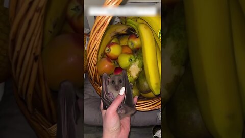 Девушка забыла закрыть окно на ночь и обнаружила в комнате небольшую летучую мышь