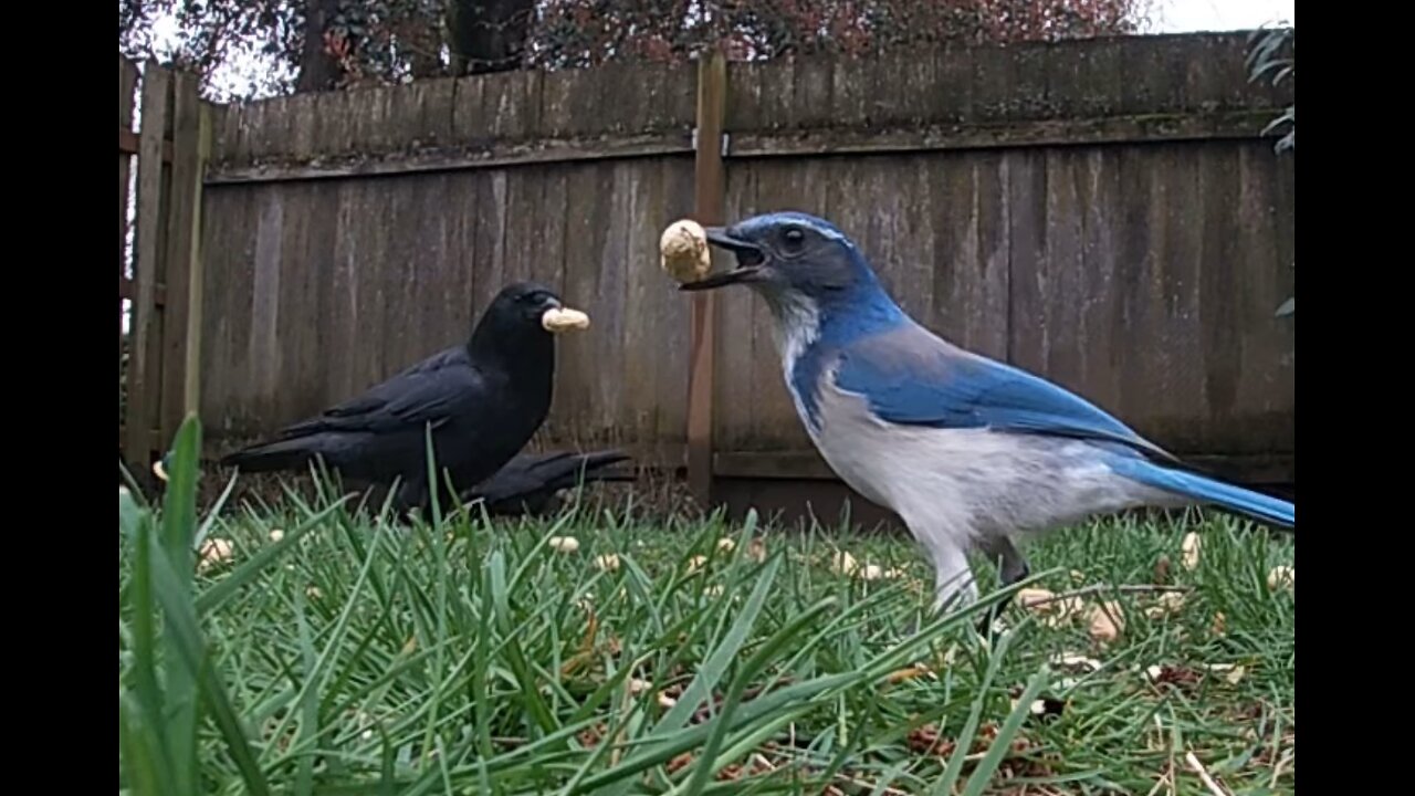 Wild Crows, Squirrels and California Scrub Jays Love Peanuts for Breakfast