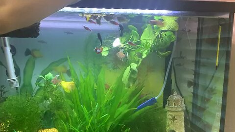 Chaos unleashed: feeding big tank dinner