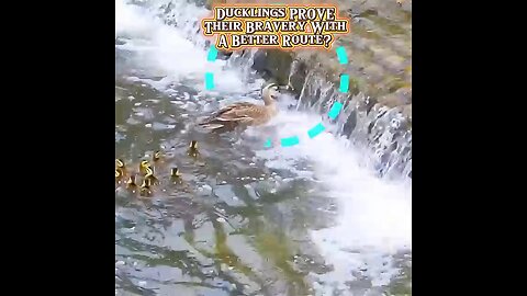 Ducklings PROVE Their Bravery With a Better Route? 🐥💪🌟