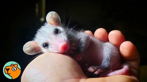 Tiniest Opossum Changed Everything For This Man | Cuddle Buddies 