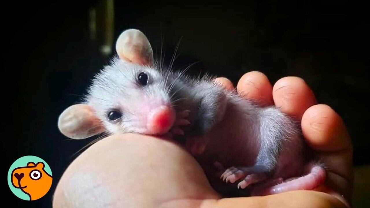 Tiniest Opossum Changed Everything For This Man | Cuddle Buddies