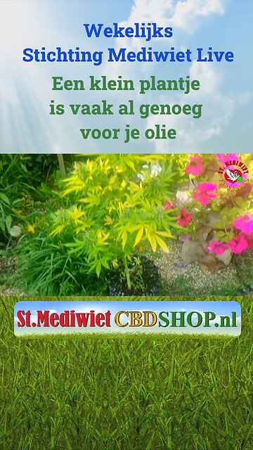 Een klein plantje is vaak al genoeg voor je olie