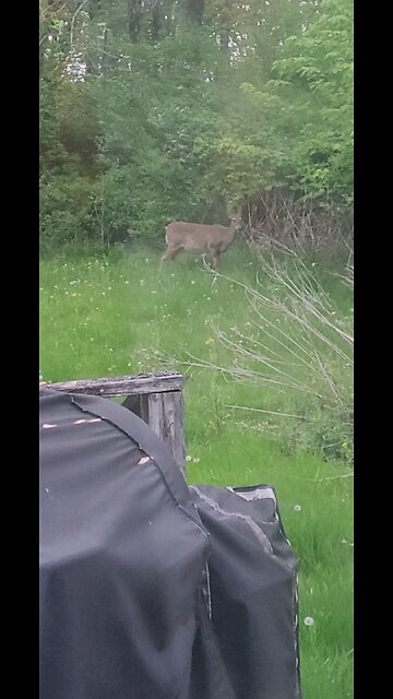 Deer out our Kitchen Window This Evening 04-27-2025