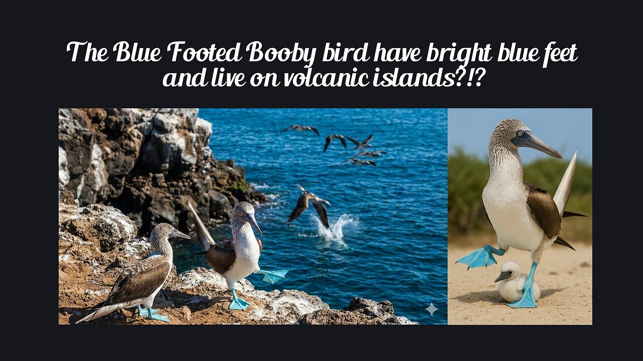 Fun Fact for Feb 13th 2026