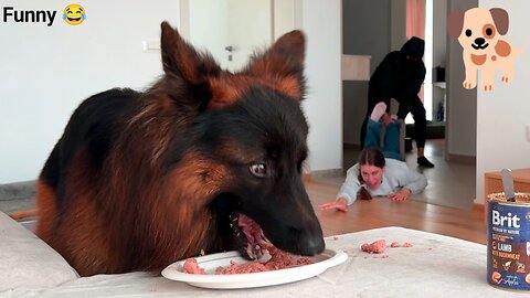 German Shepherd Launches Into Orbit Over a Garden Hose