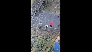 P2 Climbing A Persimmon Tree! 감나무를 올라간다 P2 #KOREA #자연치유 #NATURALHEALING #NATURALHYGIENE #자연위생