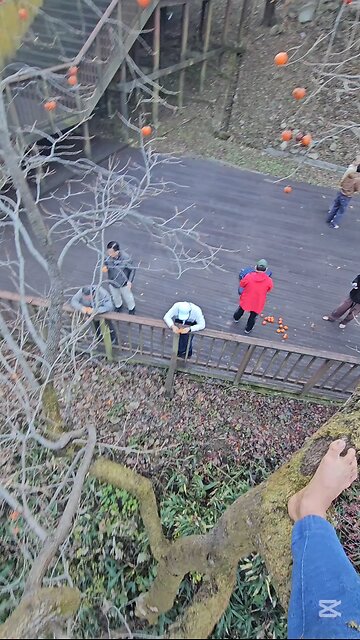 P2 Climbing A Persimmon Tree! 감나무를 올라간다 P2 #KOREA #자연치유 #NATURALHEALING #NATURALHYGIENE #자연위생