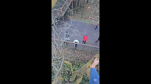 P2 Climbing A Persimmon Tree! 감나무를 올라간다 P2 #KOREA #자연치유 #NATURALHEALING #NATURALHYGIENE #자연위생